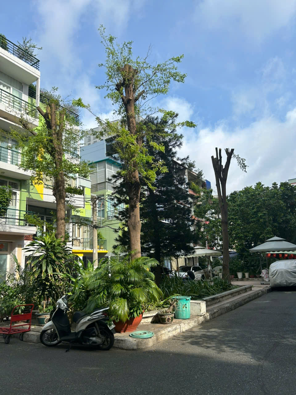 cay xanh 4.jpg