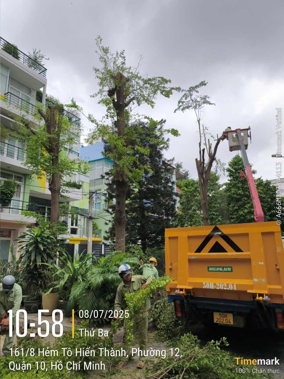 cay xanh 5.jpg